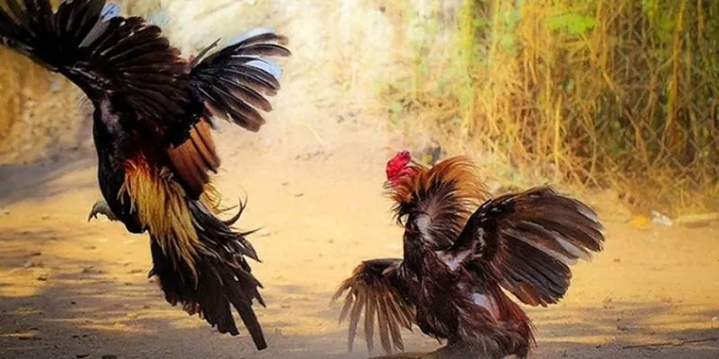 Mẹo chọn trận gà dễ ăn tại 789Bet – Bí quyết soi tỷ lệ kèo chính xác 2 Tìm hiểu về cá cược đá gà