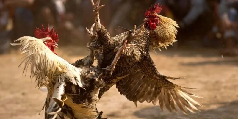 Mẹo chọn trận gà dễ ăn tại 789Bet – Bí quyết soi tỷ lệ kèo chính xác 3 Nghiên cứu trận đấu nhằm chọn kèo đá gà chính xác