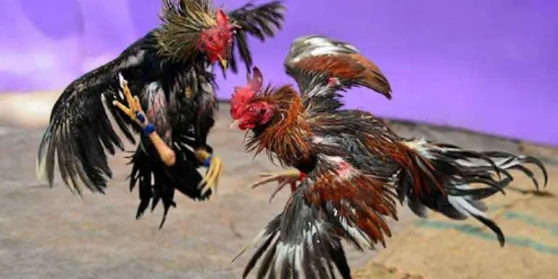 Mẹo chọn trận gà dễ ăn tại 789Bet – Bí quyết soi tỷ lệ kèo chính xác 4 Mẹo chọn trận gà dễ ăn từ cao thủ